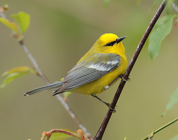 Blue-winged Warbler Vermivora cyanoptera