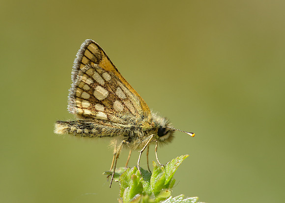 Chequered Skipper Carterocephalus palaemon