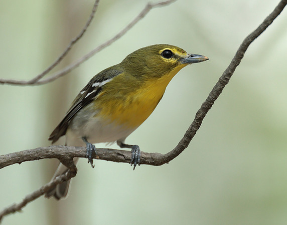 Yellow-throated Vireo Vireo flavifrons