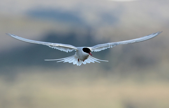 Arctic Tern Sterna paradisaea