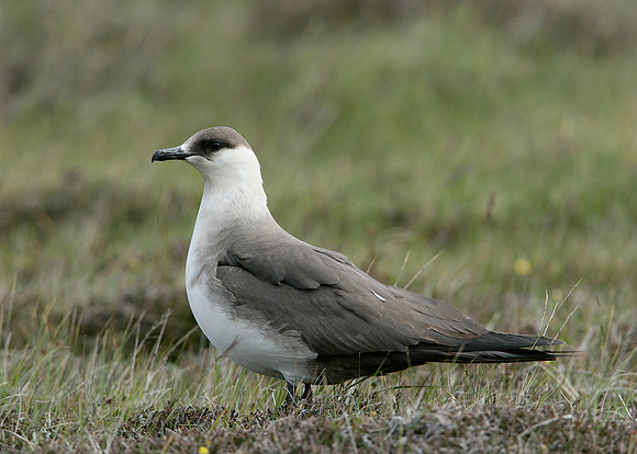 Arctic Skua Stercorarius parasiticus