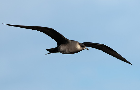 Arctic Skua Stercorarius parasiticus