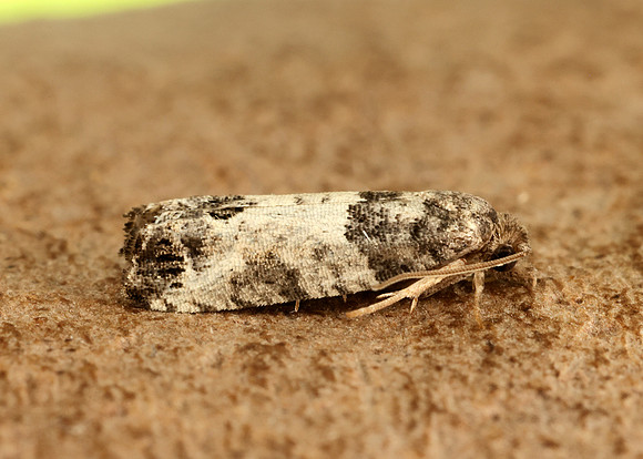 49.224 BF1205 Spilonota ocellana