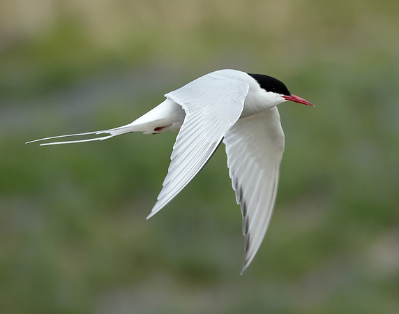Arctic Tern Sterna paradisaea