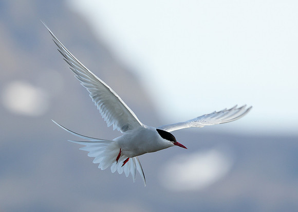 Arctic Tern Sterna paradisaea