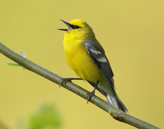 Blue-winged Warbler Vermivora cyanoptera