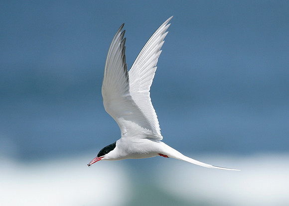 Arctic Tern Sterna paradisaea