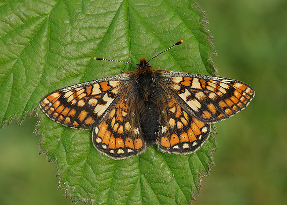 Marsh Fritillary Euphydryas aurinia
