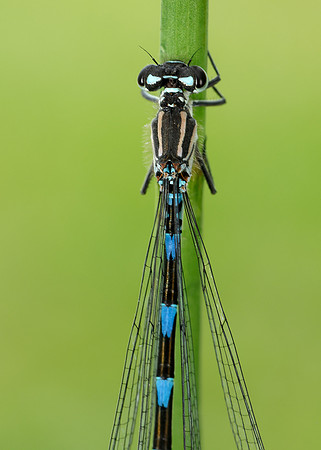 Variable Damselfly Coenagrion pulchellum