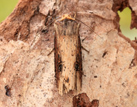 73.328 BF2098 Flame Axylia putris