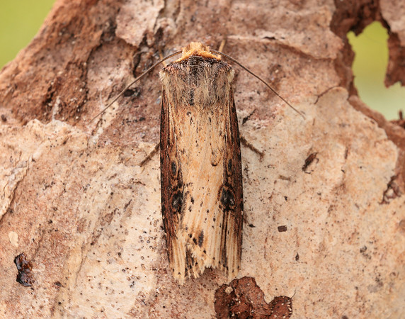 73.328 BF2098 Flame Axylia putris