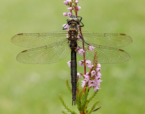 Northern Emerald Somatochlora arctica