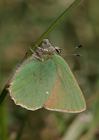 Green Hairstreak Callophrys rubi