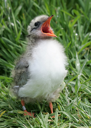 Arctic Tern Sterna paradisaea