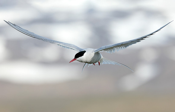 Arctic Tern Sterna paradisaea