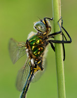 Brilliant Emerald Somatochlora metallica