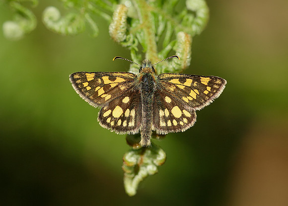 Chequered Skipper Carterocephalus palaemon