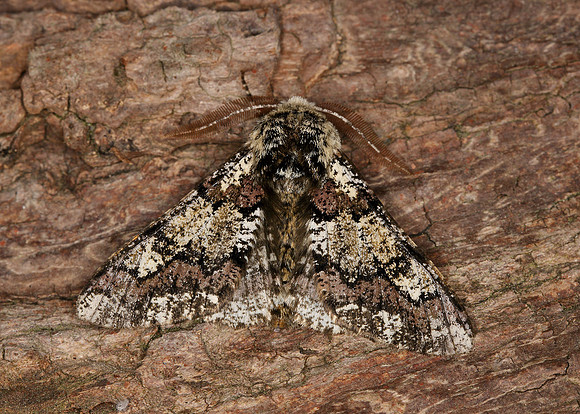70.251 BF1930 Oak Beauty Biston strataria