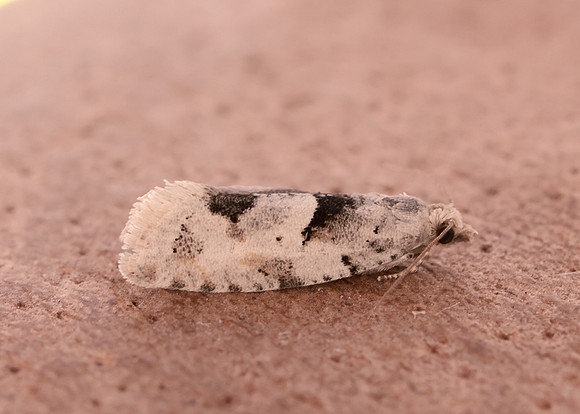 49.254 BF1133 Epinotia bilunana