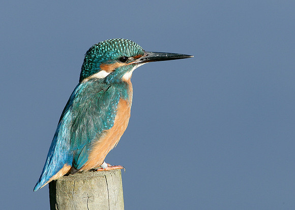 Kingfisher Alcedo atthis