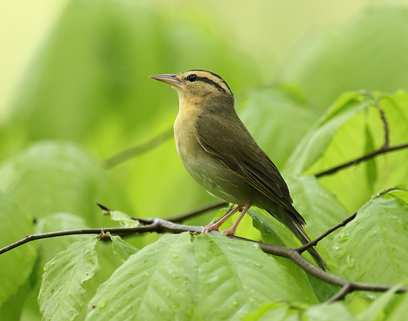 Worm-eating Warbler Helmitheros vermivorum