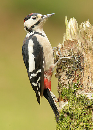 Great Spotted Woodpecker Dendrocopus major