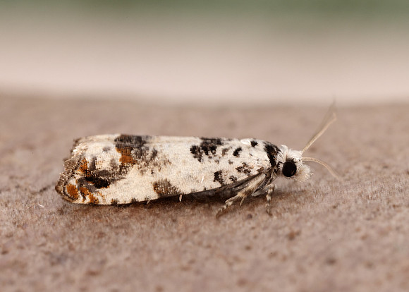 49.269 BF1197 Eucosma campoliliana