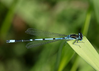 Variable Damselfly Coenagrion pulchellum