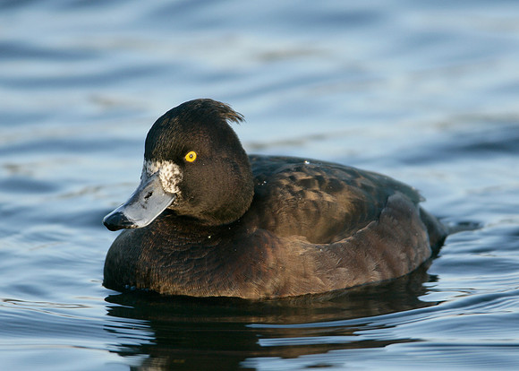 Tufted Duck Aythya fuligula