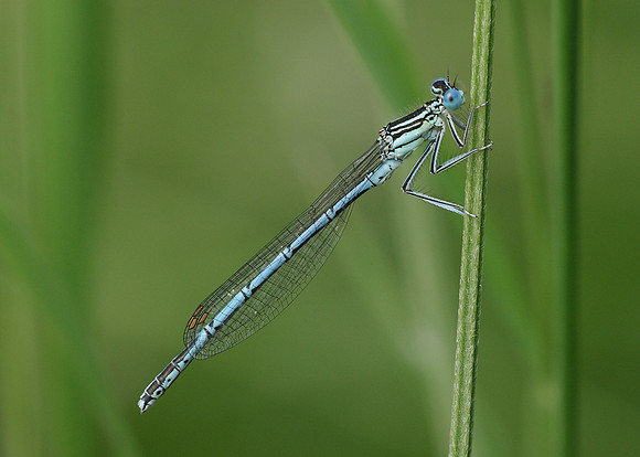 White-legged Damselfly Platycnemis pennipes