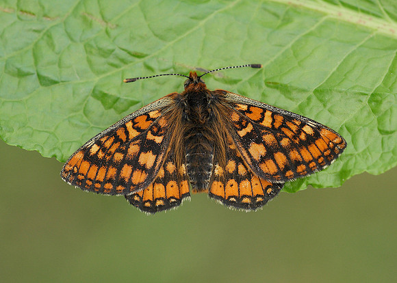 Marsh Fritillary Euphydryas aurinia