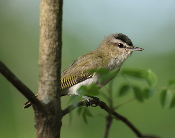 Red-eyed Vireo Vireo olivaceus