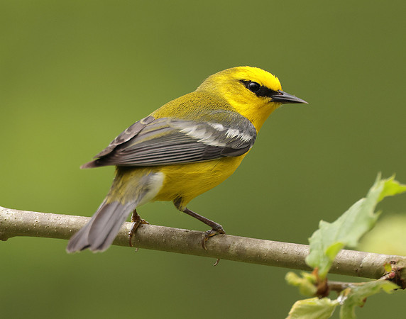 Blue-winged Warbler Vermivora cyanoptera