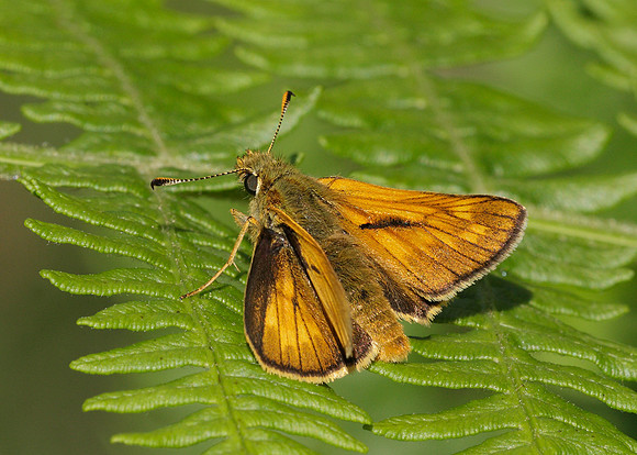 Large Skipper Ochlodes venata