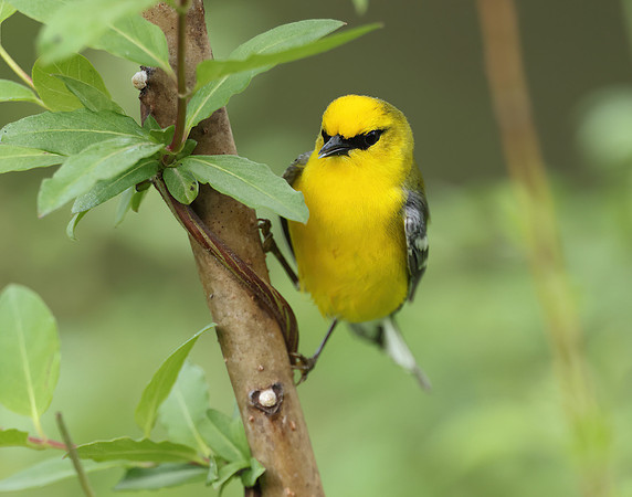 Blue-winged Warbler Vermivora cyanoptera