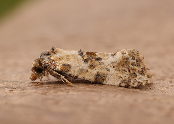 49.138 BF964a Neocochylis molliculana