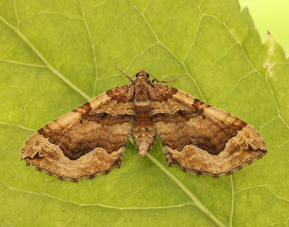 70.069 BF1749 Dark Spinach Pelurga comitata