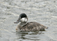 Ruddy Duck Oxyura jamaicensis