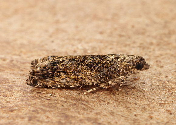 49.255 BF1138 Epinotia nisella