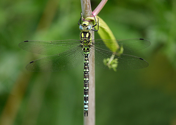 Southern Hawker Aeshna cyanea