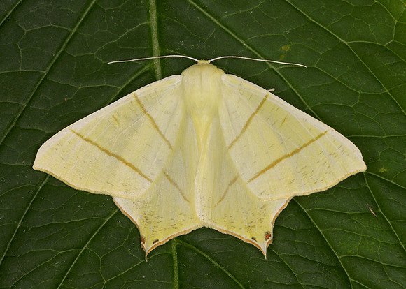 70.243 BF1922 Swallow-tailed Moth Ourapteryx sambucaria