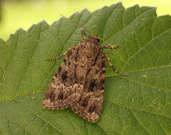 73.062 BF2297 Copper Underwing Amphipyra pyramidea