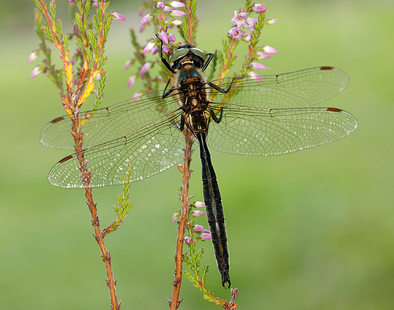 Northern Emerald Somatochlora arctica