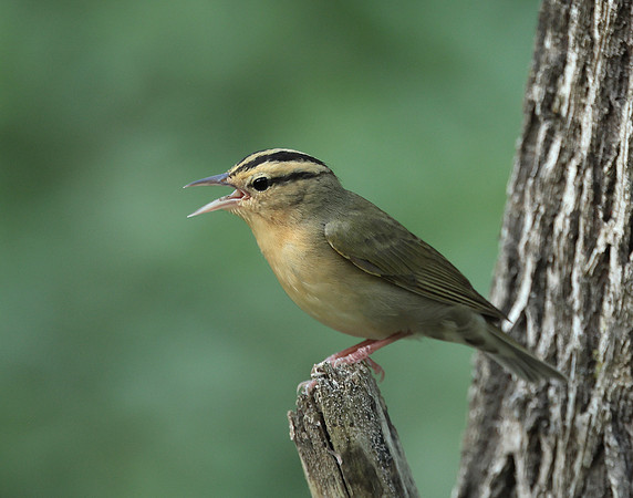Worm-eating Warbler Helmitheros vermivorum