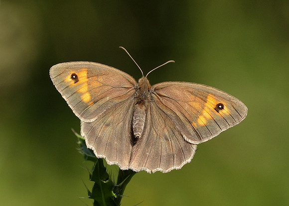 Meadow Brown Maniola jurtina