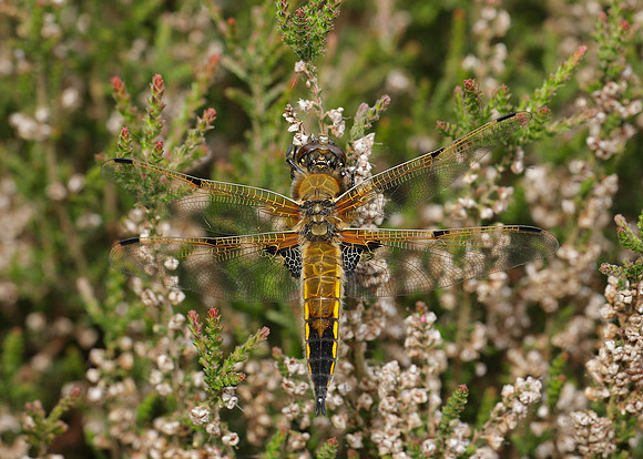 Four-spotted Chaser Libellula quadrimaculata