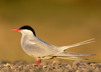 Arctic Tern Sterna paradisaea