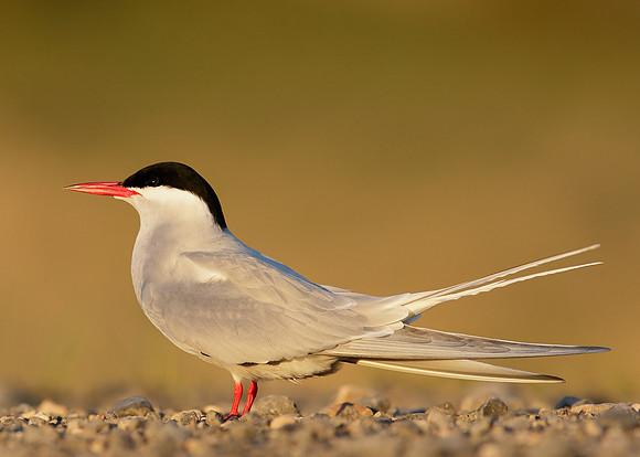 Arctic Tern Sterna paradisaea