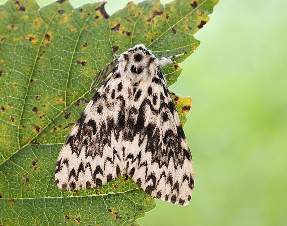 72.010 BF2033 Black Arches Lymantria monacha