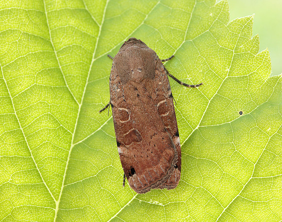 73.344 BF2108 Lunar Yellow Underwing Noctua orbona